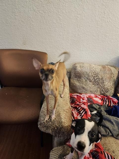 Apple - Chihuahua