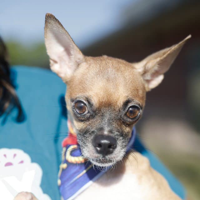 Apple - Chihuahua