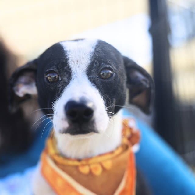 Oreo - Terrier