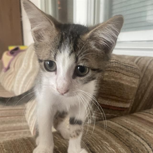 Lucky - Domestic Short Hair