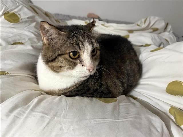 Beas - Domestic Short Hair