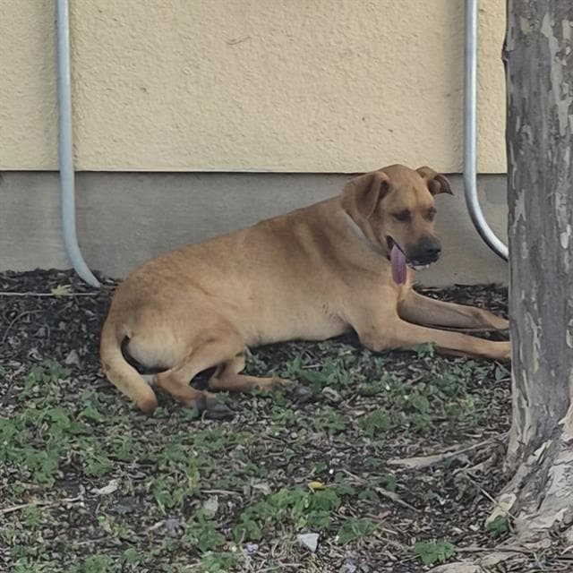 Maya - Labrador Retriever
