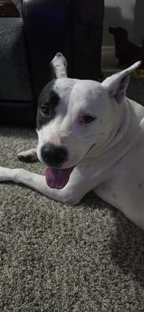 Andretti Coloney - American Staffordshire Terrier