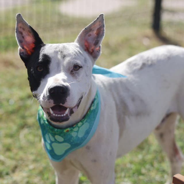 Andretti Coloney - American Staffordshire Terrier