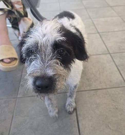 Dulce - Terrier