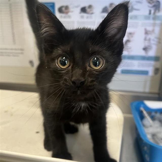 Debbie - Domestic Short Hair