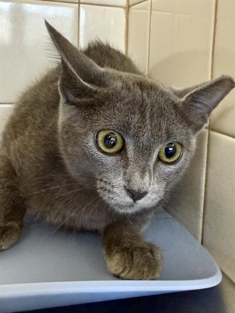 Ixi - Domestic Short Hair