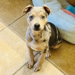 Bluey image 1