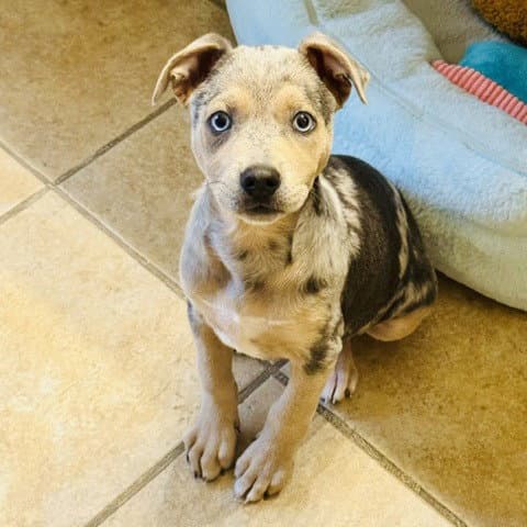 Bluey - Catahoula Leopard Dog
