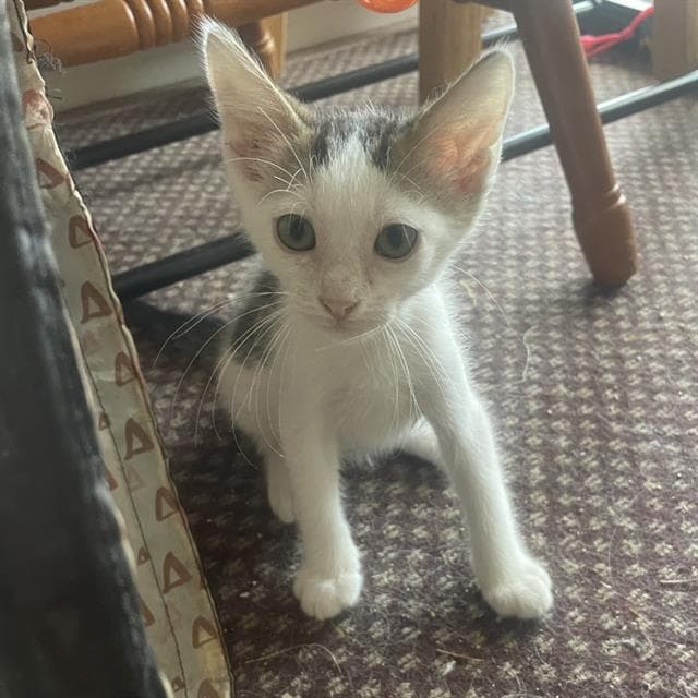 Sammy - Domestic Short Hair