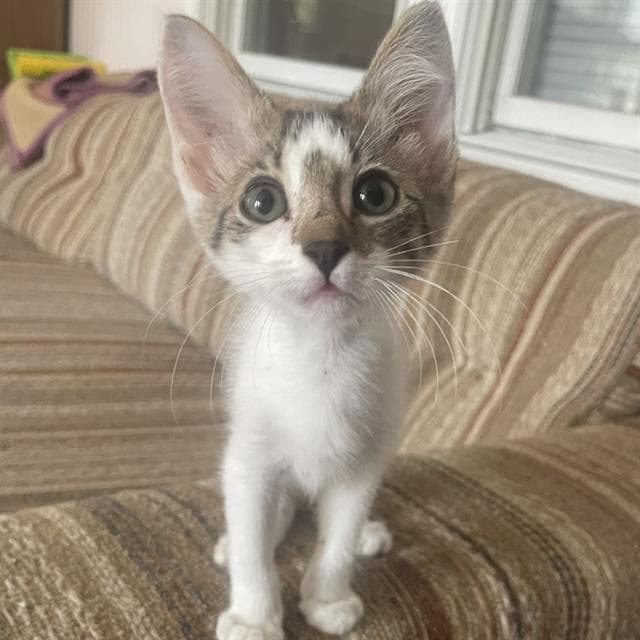 Macey - Domestic Short Hair