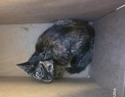 Freya image 1