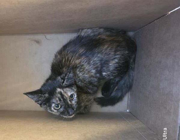 Freya - Domestic Short Hair