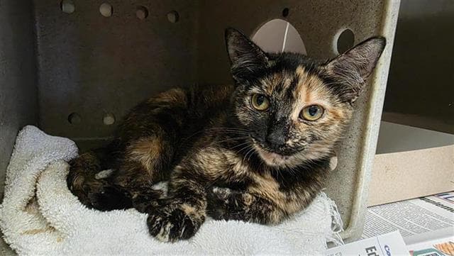 Freya - Domestic Short Hair