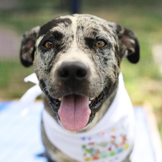 Manchas - American Staffordshire Terrier