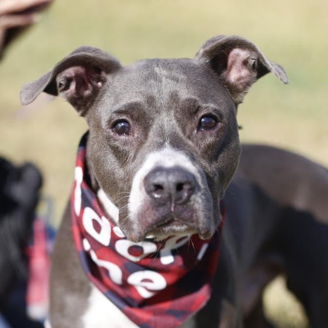 Spirit - American Staffordshire Terrier