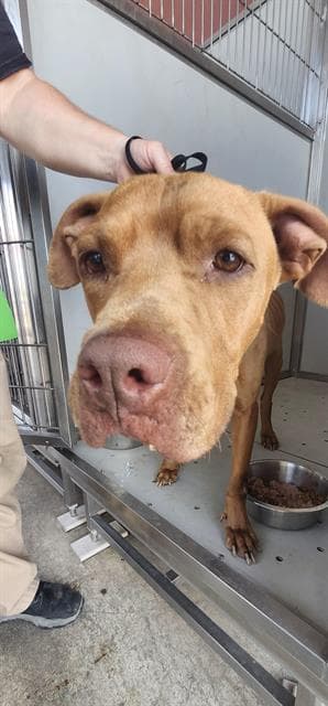 Bruno - American Staffordshire Terrier