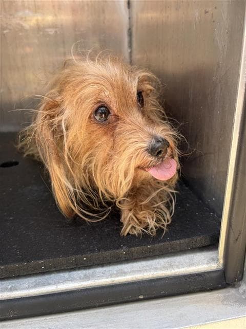 Brownie - Norfolk Terrier