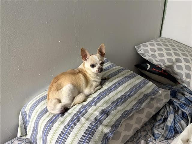 Cookie - Chihuahua
