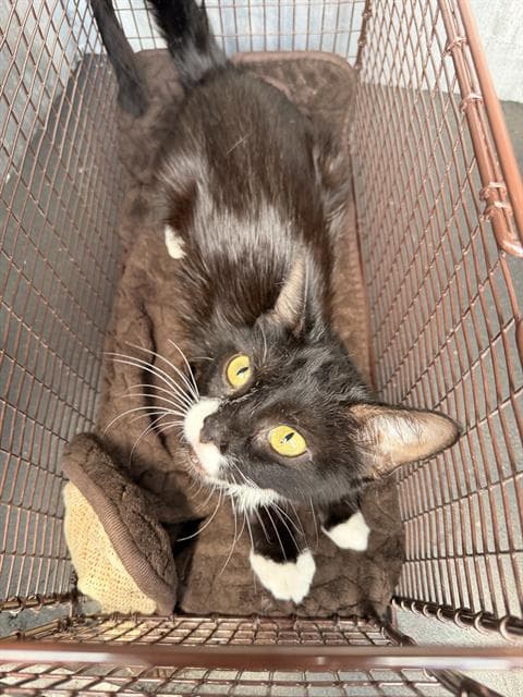 Luna - Domestic Short Hair