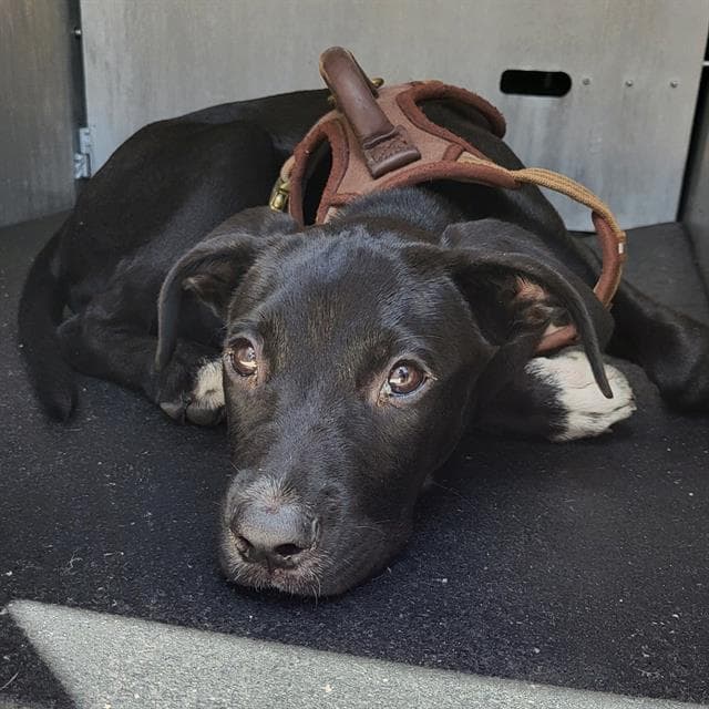 Lenny - Labrador Retriever