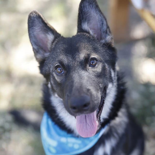 Daisy - German Shepherd Dog