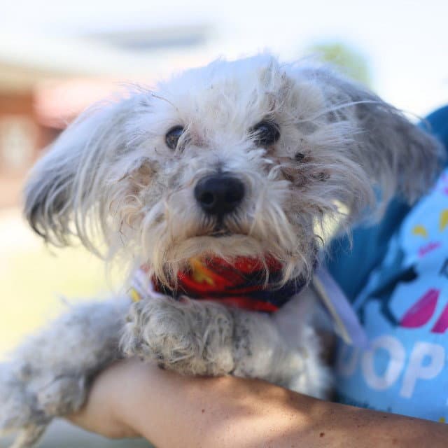 Freddy - Poodle (Miniature)