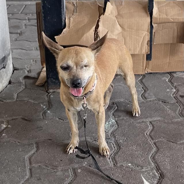 Lita - Chihuahua