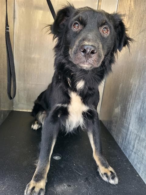 Savory - Border Collie