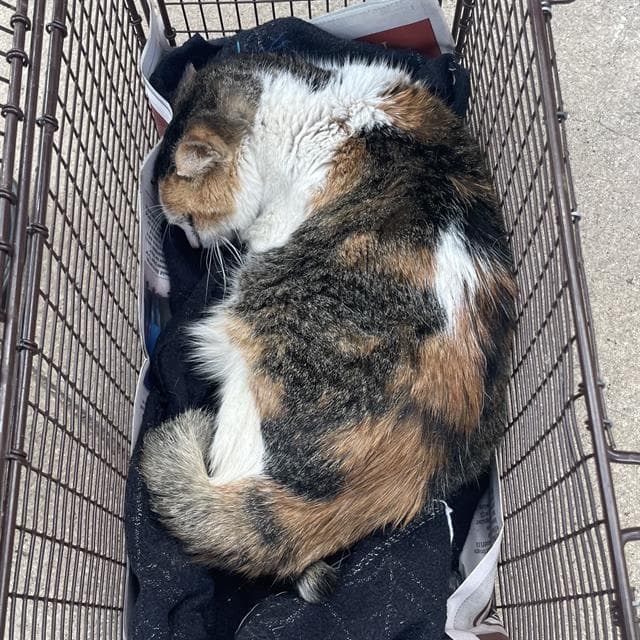 Fiona - Domestic Medium Hair
