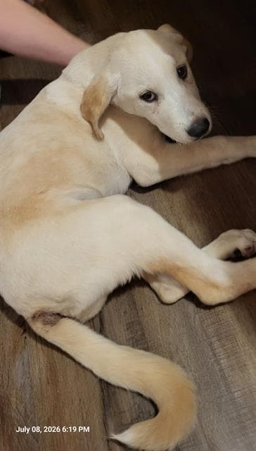 Kilo Kash - Labrador Retriever