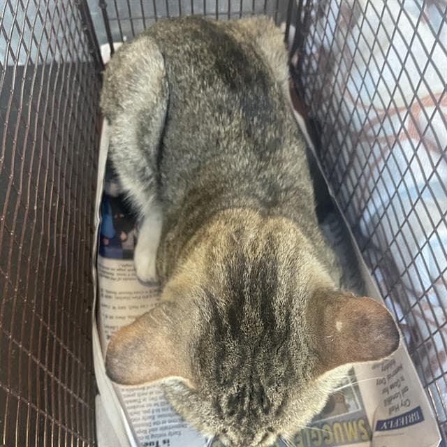 Marty Mcfeline - Domestic Short Hair