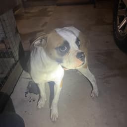 Lexi image 1