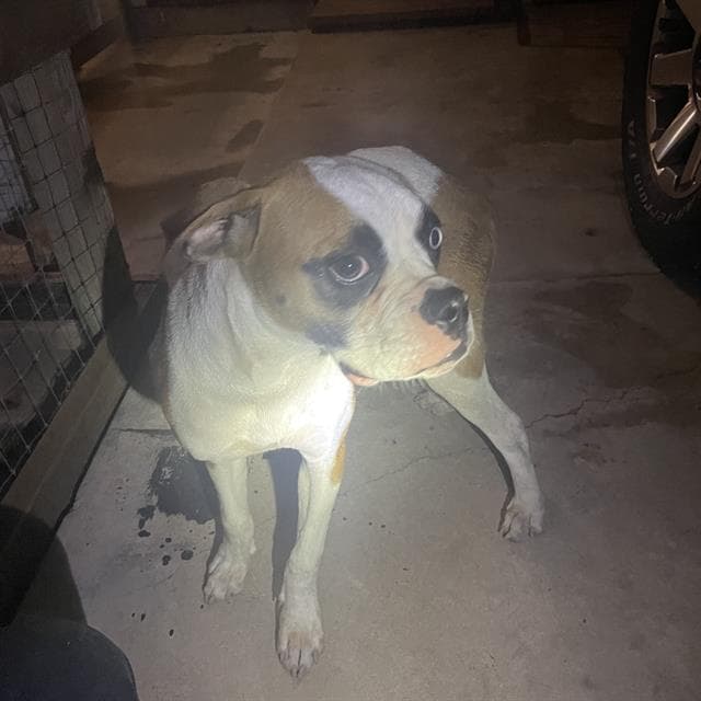 Lexi - Boxer