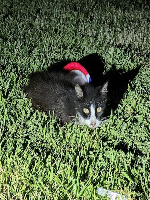 Ibby - Domestic Short Hair