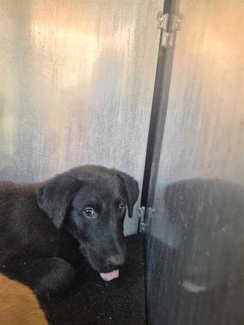 Tomato - Labrador Retriever