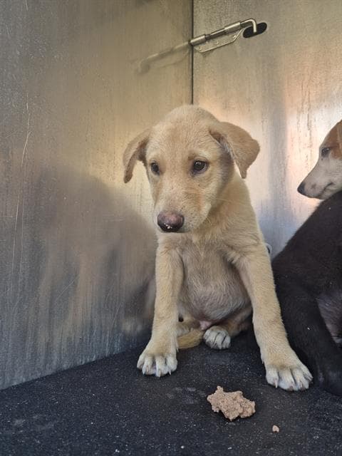 Pepper - Labrador Retriever