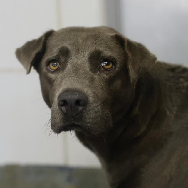 Sugar - Chinese Shar-Pei