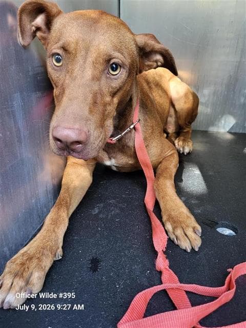 Sissy - Doberman Pinscher