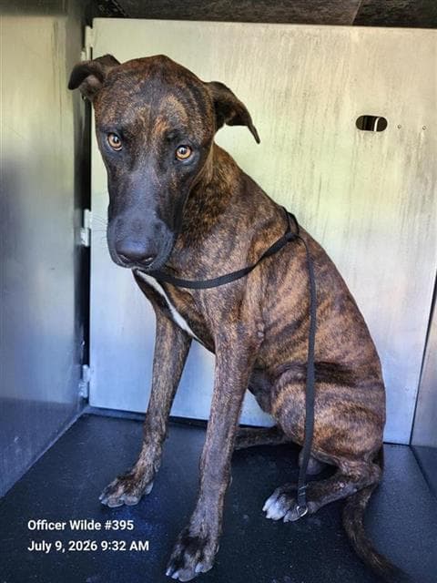 Rusty - Doberman Pinscher