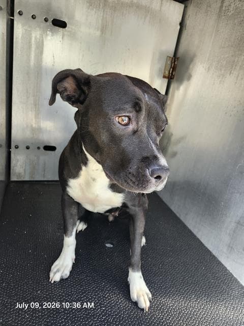 Harley - American Staffordshire Terrier