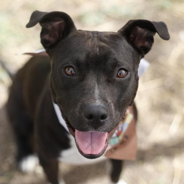 Harley - American Staffordshire Terrier