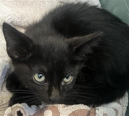 Blake image 1