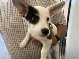 Dottie image 1