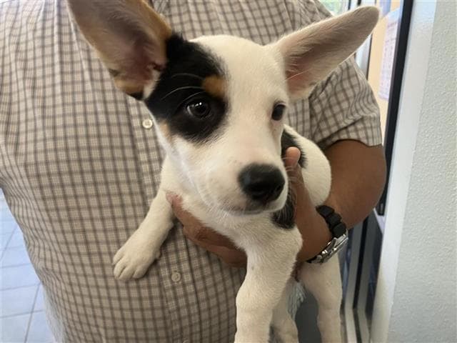 Dottie - Terrier