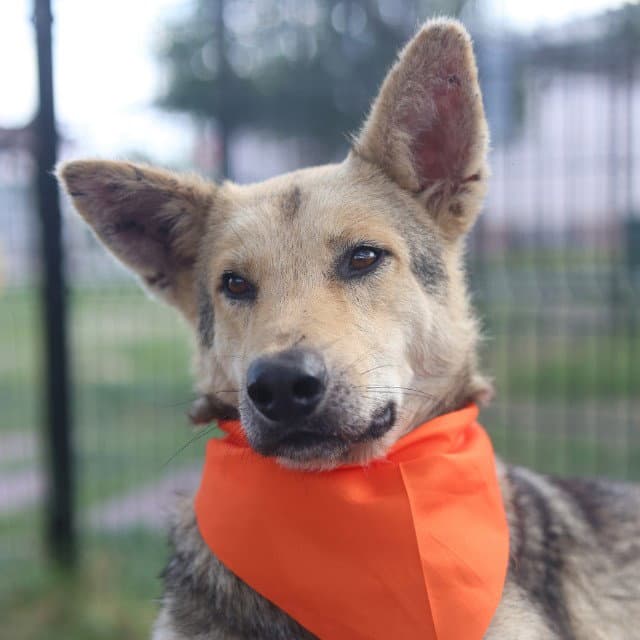 Cookie Monster - German Shepherd Dog