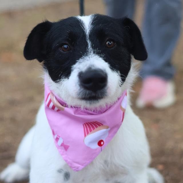 Zorro - Terrier
