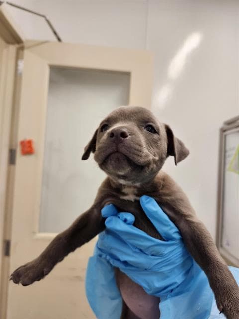 Clover - American Staffordshire Terrier