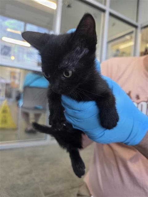 Marci - Domestic Short Hair