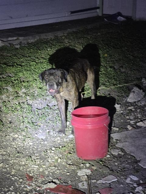 Unknown - Mastiff
